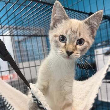 Mike -  Siamese Cat for Adoption in Troy, Virginia - Mike | PetCurious
