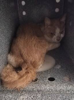 Domestic Short Hair Cats Available for Adoption in Athens, Tennessee - Krill | PetCurious