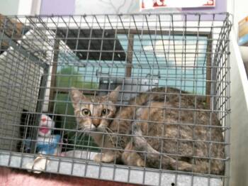 A2081172 -  Domestic Short Hair Cat for Adoption in Houston, Texas - A2081172 | PetCurious