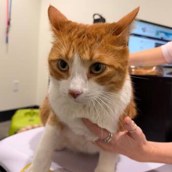 Bando (Bandit) -  Domestic Short Hair Cat for Adoption in Tampa, Florida - Bando (Bandit) | PetCurious