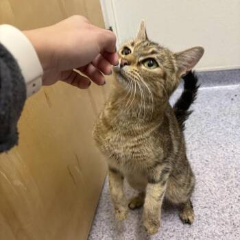 Domestic Short Hair Cats Available for Adoption - 26-06 Maeve | PetCurious