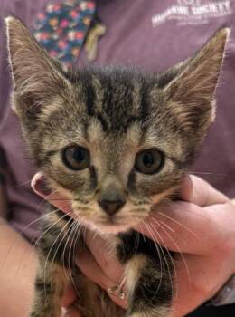 Stardust Fairy -  Domestic Short Hair Cat for Adoption in Fishers, Indiana - Stardust Fairy | PetCurious