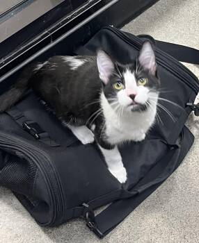 Nuve at Petsmart -  Domestic Short Hair Cat for Adoption in Auburn, Washington - Nuve At Petsmart | PetCurious