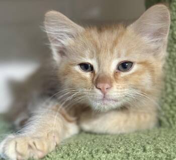 Notorious-C.A.T. Viola -  Tabby and Domestic Medium Hair Cat for Adoption in Chandler, Arizona - Notorious-C.A.T. Viola | PetCurious