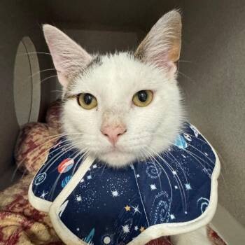 Domestic Short Hair Cats Available for Adoption in Lakewood, California - Stewie | PetCurious