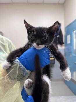 Domestic Short Hair Cats Available for Adoption in Las Vegas, Nevada - JAZZ HANDS | PetCurious