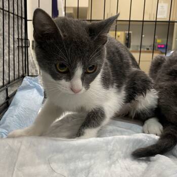 Rescue Domestic Short Hair Cats for Adoption in Westminster, California - P.Y.T | PetCurious