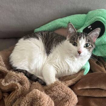 Rescue Domestic Short Hair Cats for Adoption in Winnipeg, Manitoba - Meowgene Levy (aka Carmen) | PetCurious