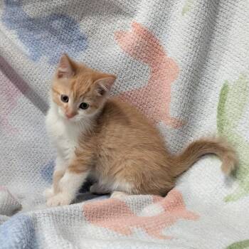 Domestic Short Hair Cats Available for Adoption - Ace | PetCurious