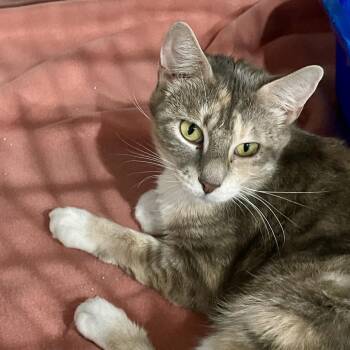 Ellie -  Domestic Short Hair Cat for Adoption in Fairmont, West Virginia - Ellie | PetCurious
