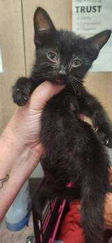 Fish -  Domestic Short Hair Cat for Adoption in Republic, Missouri - Fish | PetCurious