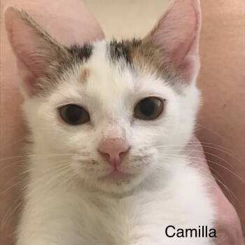 Rescue Domestic Short Hair Cats for Adoption in Cumming, Georgia - Camilla | PetCurious