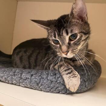 Domestic Short Hair Cats Available for Adoption in Dayton, Ohio - Penelope | PetCurious