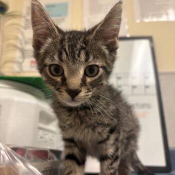 Domestic Short Hair Cats Available for Adoption in Morristown, Vermont - Ronald | PetCurious