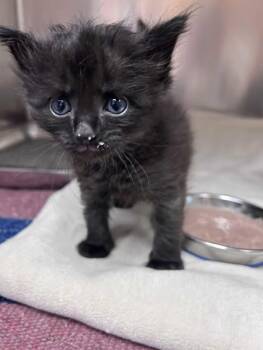 Cosmo (Bonded to Gimlet) -  Domestic Medium Hair Cat for Adoption in Greensboro, North Carolina - Cosmo (Bonded To Gimlet) | PetCurious