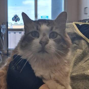 Bixby -  Domestic Long Hair Cat Available for Adoption in Murray, Utah - Bixby | PetCurious