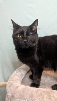 Rescue Domestic Long Hair Cats for Adoption in Hartwell, Georgia - 7490 Scutter | PetCurious