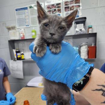 Jim -  Domestic Short Hair Cat for Adoption in Summerville, South Carolina - Jim | PetCurious