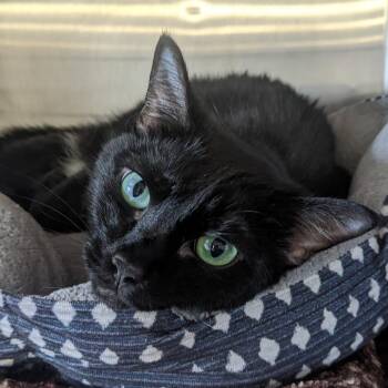 Luna -  Domestic Short Hair Cat for Adoption in Spokane, Washington - Luna | PetCurious