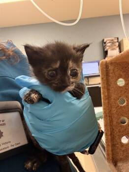 A1914395 -  Domestic Short Hair Cat for Adoption in Riverside, California - A1914395 | PetCurious