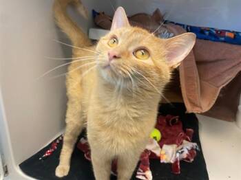RJ -  Domestic Short Hair Cat for Adoption in Fort Wayne, Indiana - RJ | PetCurious