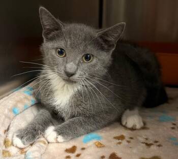 Adele (Petsmart) -  Domestic Short Hair Cat for Adoption in Ocala, Florida - Adele (Petsmart) | PetCurious