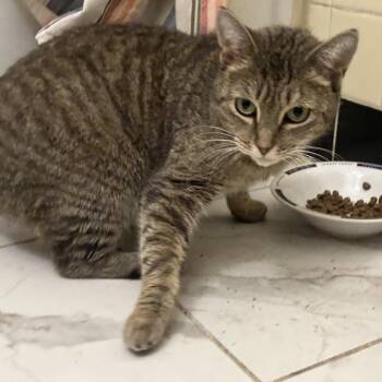 Domestic Short Hair Cats Available for Adoption - Keighley | PetCurious