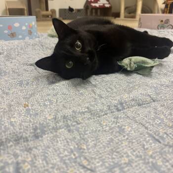 Sweetheart -  Domestic Short Hair Cat for Adoption in North Haven, Connecticut - Sweetheart | PetCurious