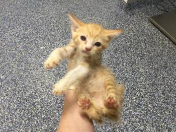 A1934287 -  Domestic Short Hair Cat for Adoption in Thousand Palms, California - A1934287 | PetCurious