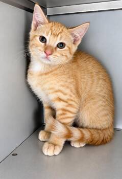 Rasheed -  Domestic Short Hair Cat for Adoption in Moundsville, West Virginia - Rasheed | PetCurious
