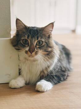 Luffy -  Domestic Medium Hair Cat for Adoption in St. Cloud, Florida - Luffy | PetCurious