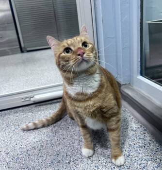 Domestic Short Hair Cats Available for Adoption in Colorado Springs, Colorado - Tangaria | PetCurious