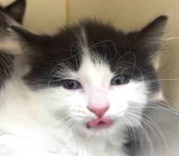 BUCKLEY -  Domestic Short Hair Cat for Adoption in Dedham, Massachusetts - BUCKLEY | PetCurious