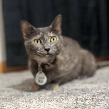 Julia -  Domestic Short Hair Cat for Adoption in Normal, Illinois - Julia | PetCurious