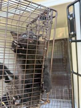 A661099 -  Domestic Short Hair Cat for Adoption in Houston, Texas - A661099 | PetCurious