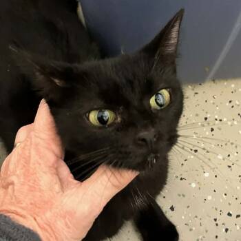 Rescue Domestic Short Hair Cats for Adoption in Bentonville, Arkansas - April | PetCurious