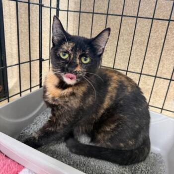Domestic Short Hair Cats Available for Adoption in Riverwoods, Illinois - Alexandra | PetCurious