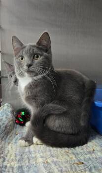 Frusci -  Domestic Short Hair Cat for Adoption in Mount Vernon, Ohio - Frusci | PetCurious