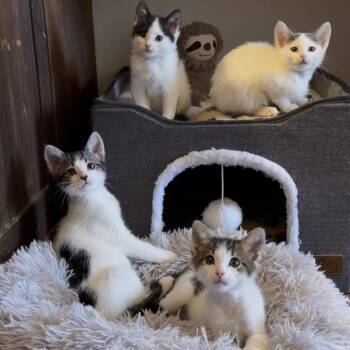 Tosca -  Domestic Short Hair Cat for Adoption in Santa Fe, New Mexico - Tosca | PetCurious