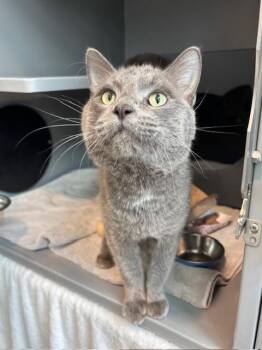 Domestic Short Hair Cats Available for Adoption in Leesburg, Virginia - OLIVER | PetCurious