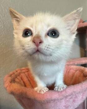 Bartok -  Siamese and Domestic Short Hair Cat for Adoption in Fort Worth, Texas - Bartok | PetCurious