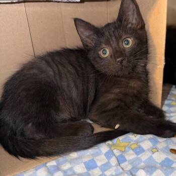 Trickster -  Domestic Medium Hair Cat for Adoption in Belleville, Illinois - Trickster | PetCurious