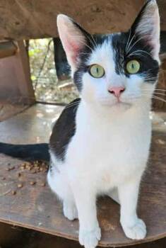 Rescue Domestic Short Hair Cats for Adoption in Warr Acres, Oklahoma - Pickles | PetCurious