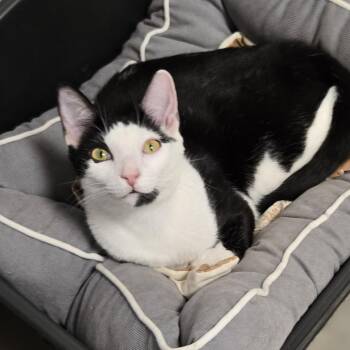 Rescue Domestic Short Hair Cats for Adoption in Warwick, New York - Tucker | PetCurious
