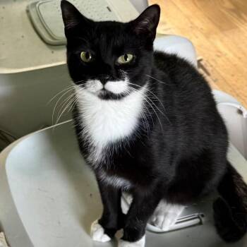 Liam -  Tuxedo and Domestic Short Hair Cat for Adoption in Newark, New Jersey - Liam | PetCurious
