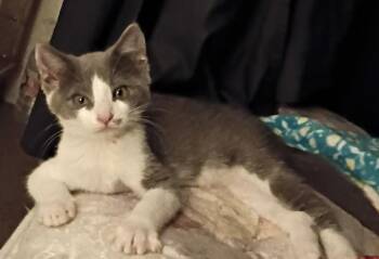 Maverick -  Domestic Short Hair Cat for Adoption in Pendleton, Oregon - Maverick | PetCurious