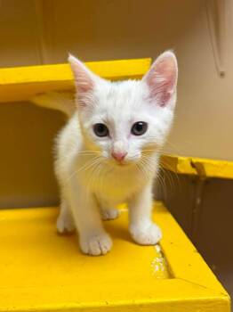 Conrad -  Domestic Short Hair Cat for Adoption in Maryville, Missouri - Conrad | PetCurious