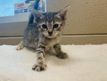 Fenneko -  Tabby and Domestic Short Hair Cat for Adoption in Seabrook, Texas - Fenneko | PetCurious