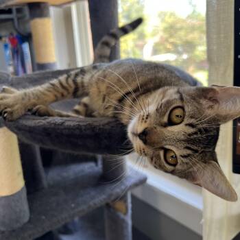 Chianti -  Domestic Short Hair Cat for Adoption in Bellmawr, New Jersey - Chianti | PetCurious