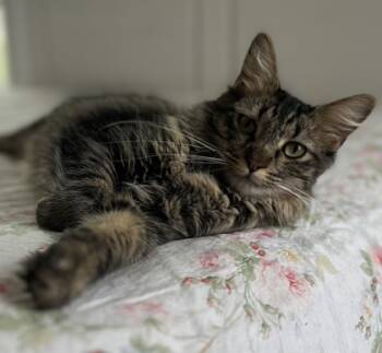 Rescue Maine Coon and Domestic Short Hair Cats for Adoption in Fort Worth, Texas - Trillium | PetCurious